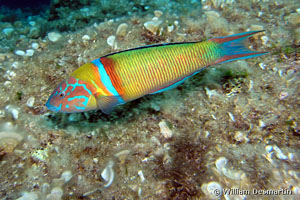 Thalassoma pavo