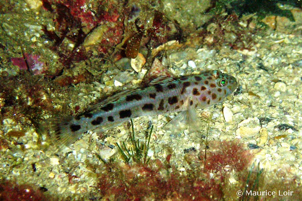 Thorogobius ephippiatus