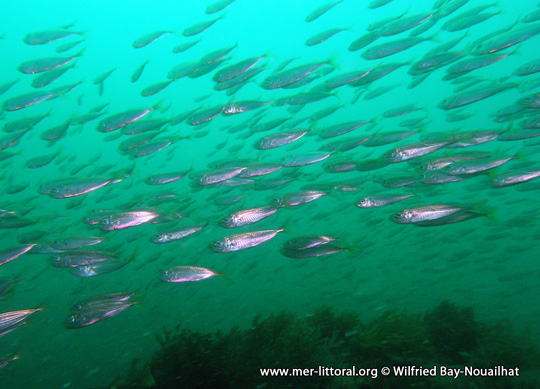 Trachurus mediterraneus