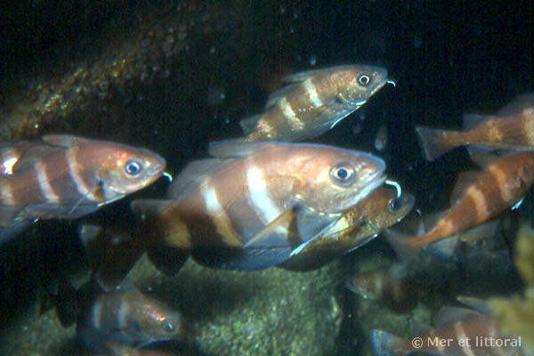 Trisopterus luscus