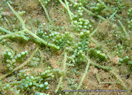 Caulerpa cylindracea