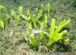 Caulerpa prolifera