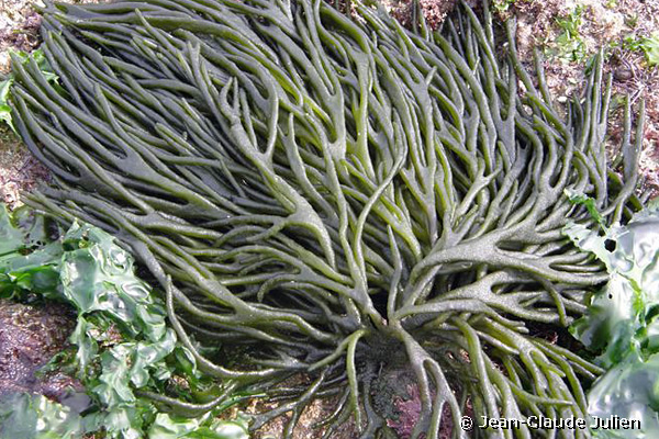 Codium tomentosum