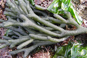 Codium tomentosum