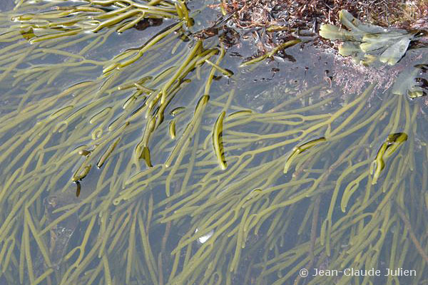 Bifurcaria bifurcata