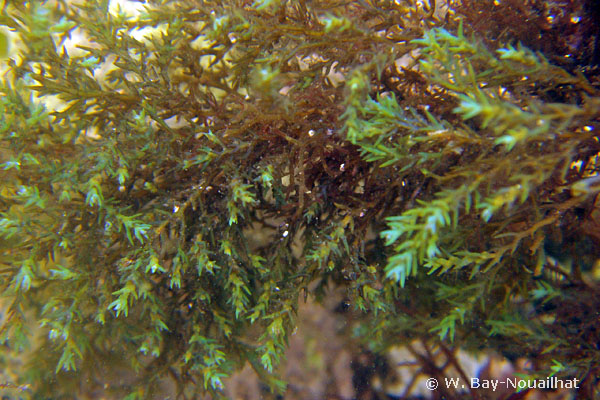 Ericaria selaginoides