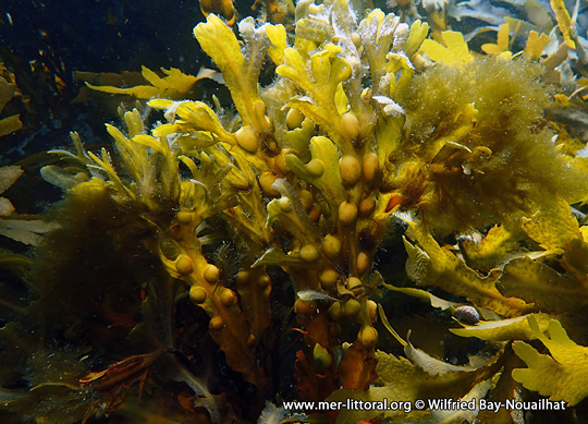 Fucus vesiculosus