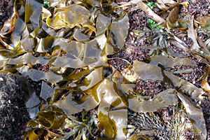 Laminaria digitata