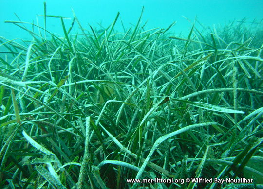 Posidonia oceanica