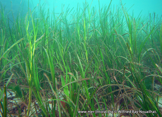 Zostera marina